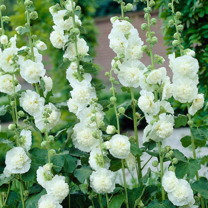 Stockrose-Alcea White 1-pakke